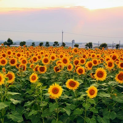 夕焼けに染まる空と向日葵畑の写真