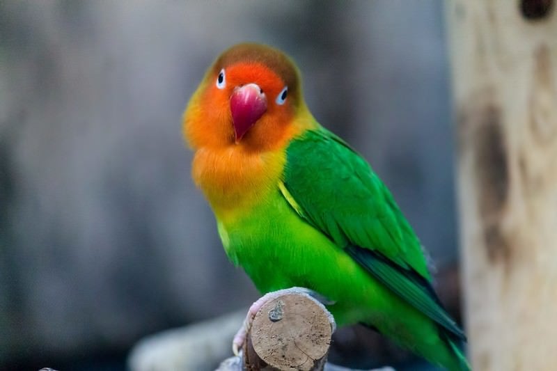 バカにした表情のインコの写真