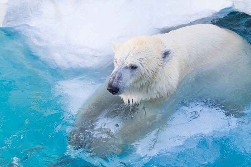 白クマ冷えてます。の写真