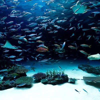 水族館の写真