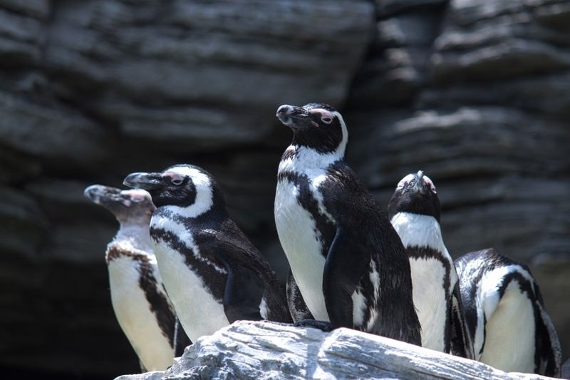 岩の上に溜まるペンギンの写真