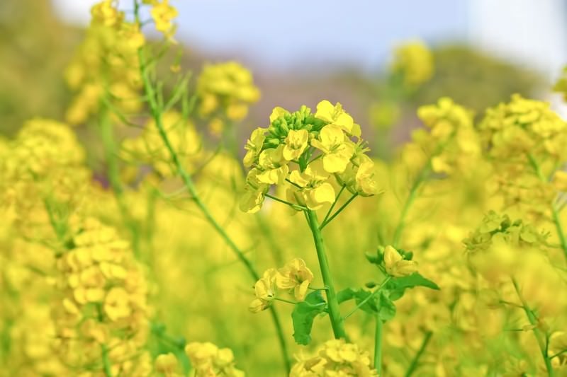 風に揺れる菜の花畑の写真