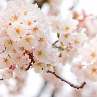 満開に近づく桜の花の写真