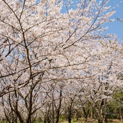 桜の道の写真