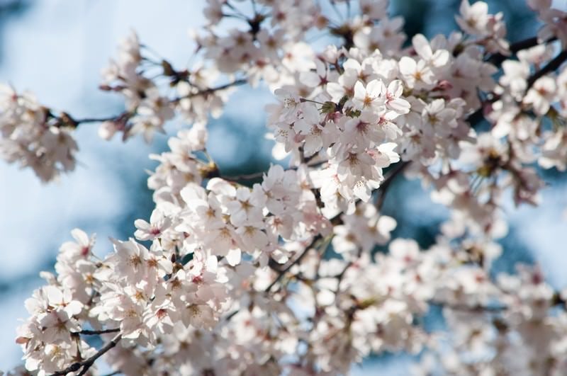 和の色(桜)の写真