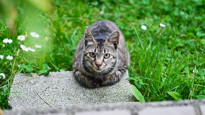 2月22日はにゃんにゃん猫の日の写真