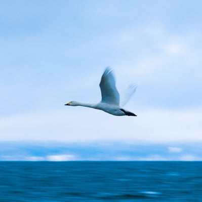 大きく羽を広げて飛ぶ白鳥の写真