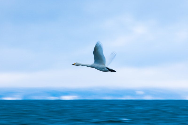 大きく羽を広げて飛ぶ白鳥の写真