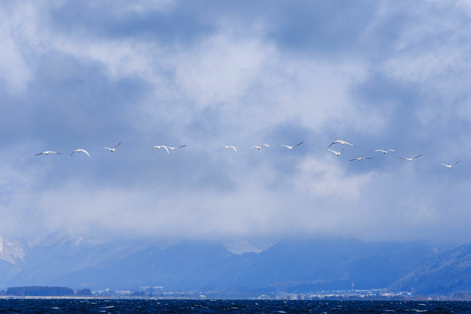 「翼を広げた白鳥たちの飛び立ち」の写真