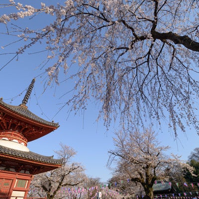 境内の木造塔と桜（川越大師 喜多院）の写真