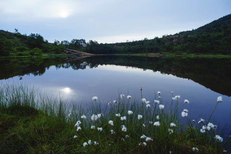 水鏡のような弓池とワタスゲの写真