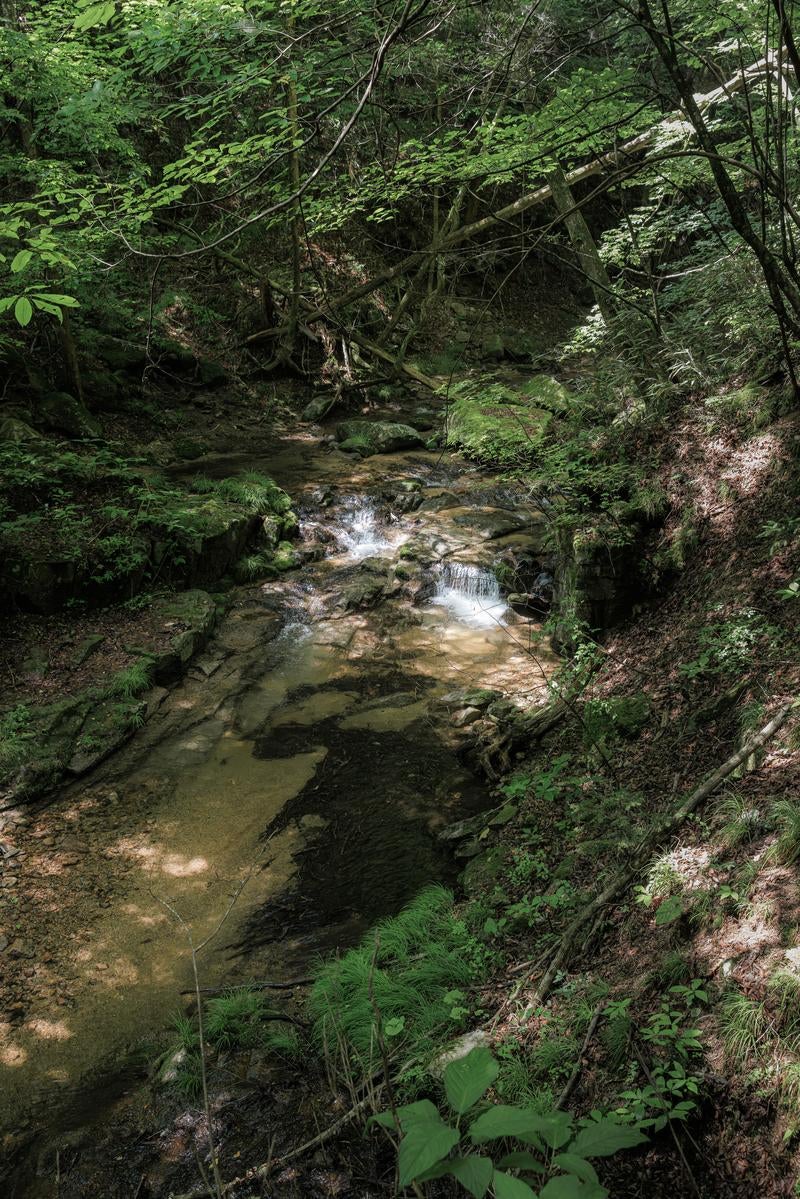 木漏れ日が綴る行司ヶ滝の小川の写真