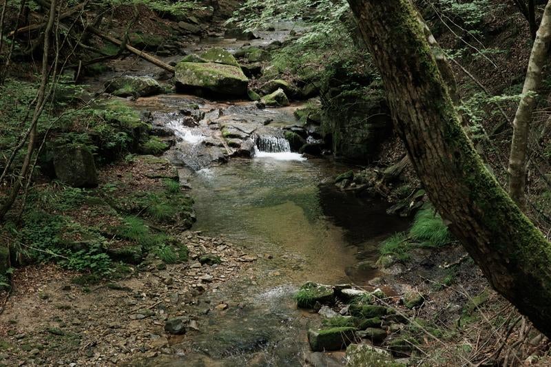 緑豊かな行司ヶ滝の山道に流れる川の写真