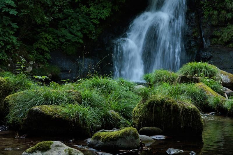 明神滝の水辺に育つ植物の写真