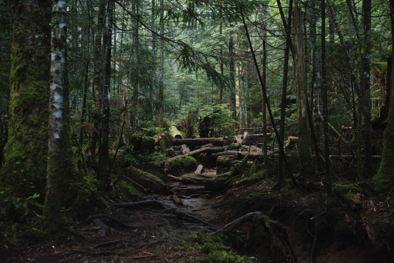 奥へと続く足場の悪い登山道（白駒の森）の写真