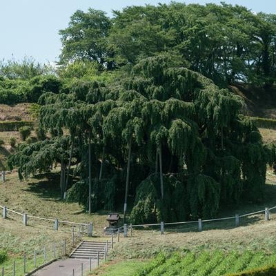 夏季に見る三春の滝桜の写真