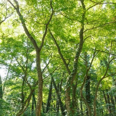 青松浜での新緑と木漏れ日の写真