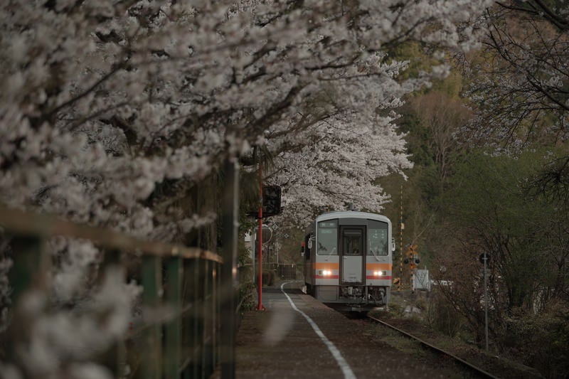 桜満開の,三浦駅と因美線の写真