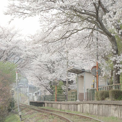 JR三浦駅のホームと桜並木の写真