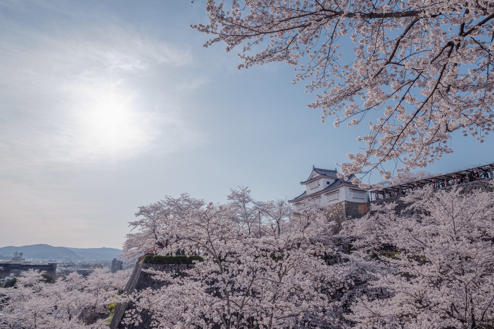 「津山城跡備中櫓と桜まつり」の写真