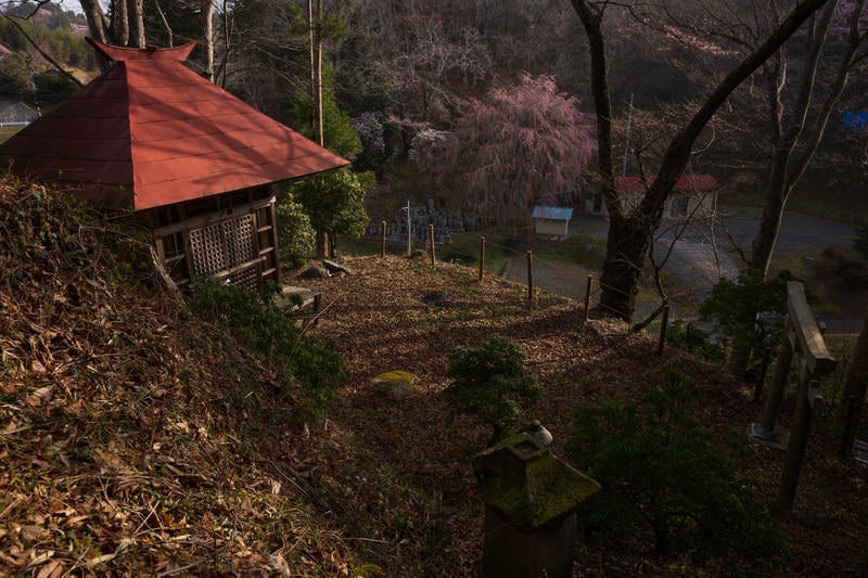 お堂と境内に伸びる影（天神夫婦桜）の写真