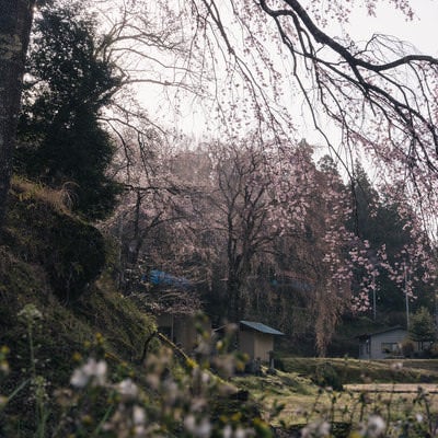 見ごろを迎える桜（天神夫婦桜）の写真