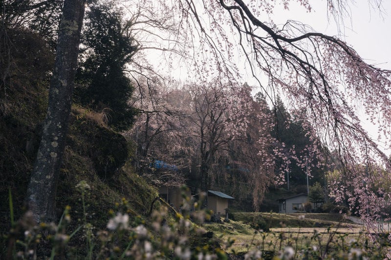 見ごろを迎える桜（天神夫婦桜）の写真