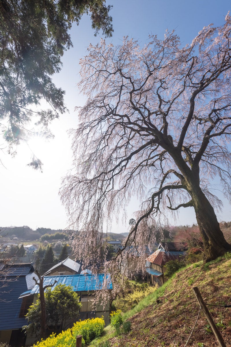 霞みゆく青空としだれ桜（内出のサクラ）の写真