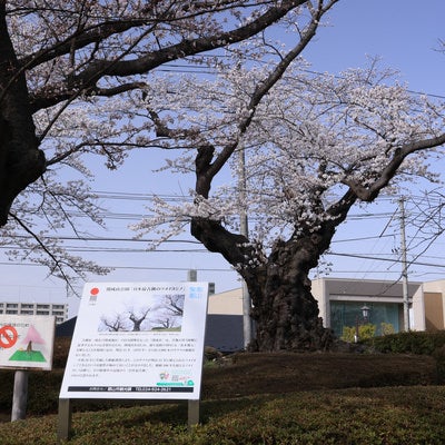 日本最古染井吉野と説明する看板の写真