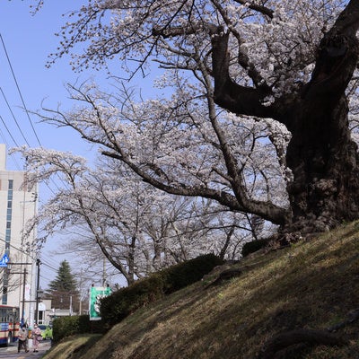 バス停と開成山公園にある日本最古の染井吉野の写真