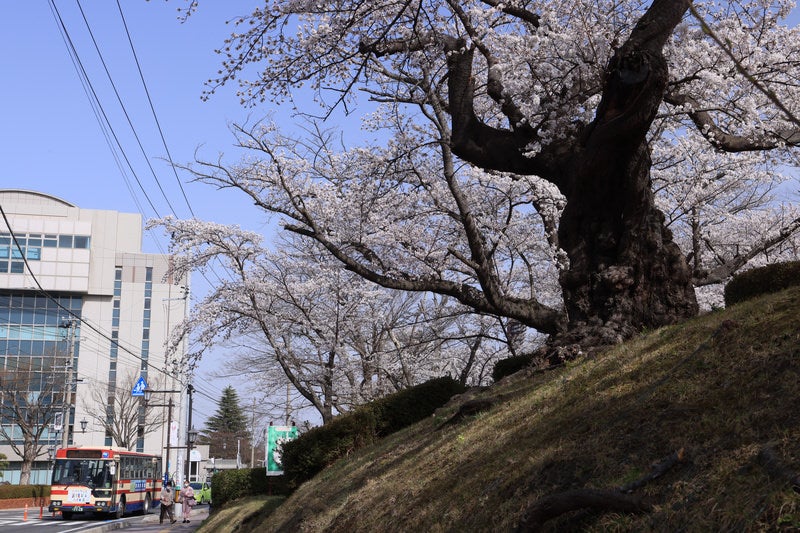 バス停と開成山公園にある日本最古の染井吉野の写真