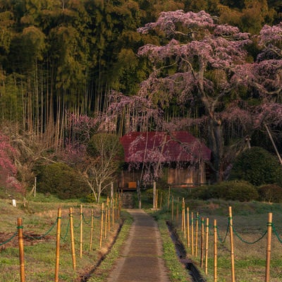 雪村桜前の一本道の写真