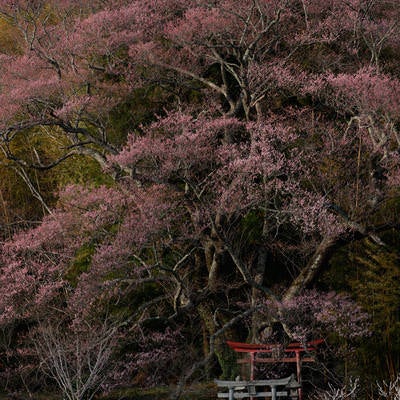 鳥居と満開の子授け櫻の写真