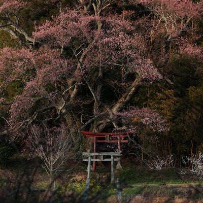 木々の枝越しに見た子授け櫻と鳥居の写真