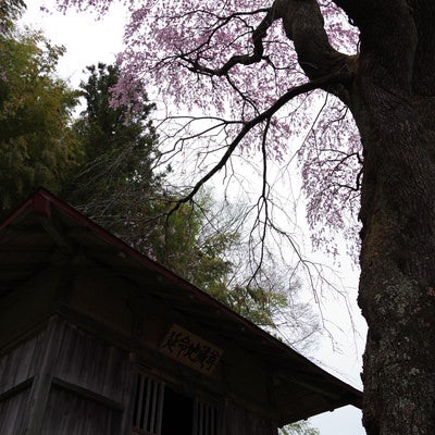 桜の木の下に佇む地蔵堂（紅枝垂地蔵桜）の写真