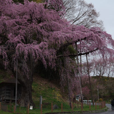 紅枝垂地蔵桜を見に来た花見客の写真