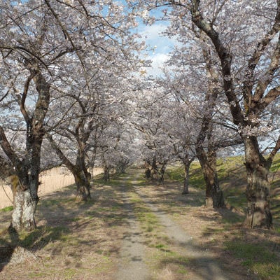 笹原川千本桜の影が残る道の写真