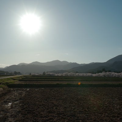 水が入る前の田んぼと太陽（笹原川の千本桜）の写真