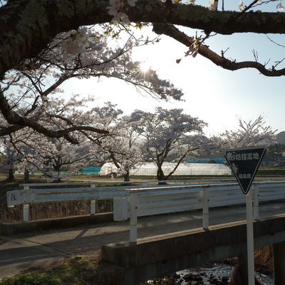 笹原川の千本桜とガードレールの写真