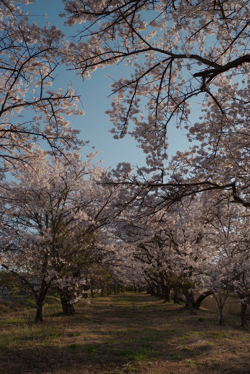 どこまでも続く桜並木（笹原川の千本桜）の写真