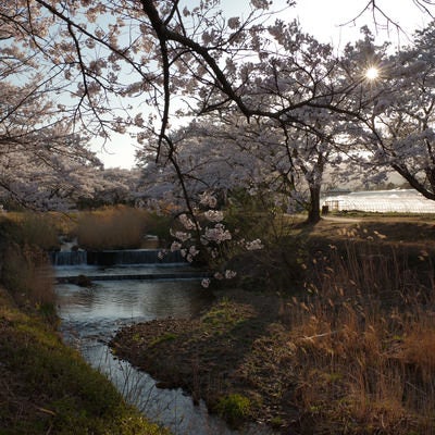 ビニールハウスと笹原川の千本桜の写真