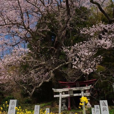 菜の花の中の奉納石柱と子授け櫻の写真