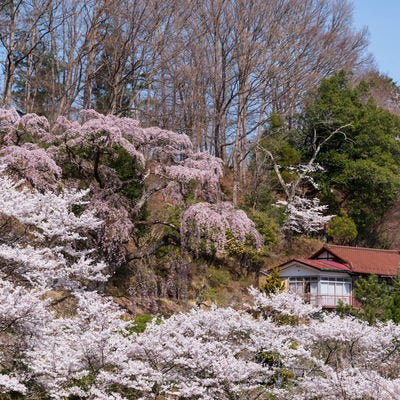 民家を覆う春の伊勢桜の写真