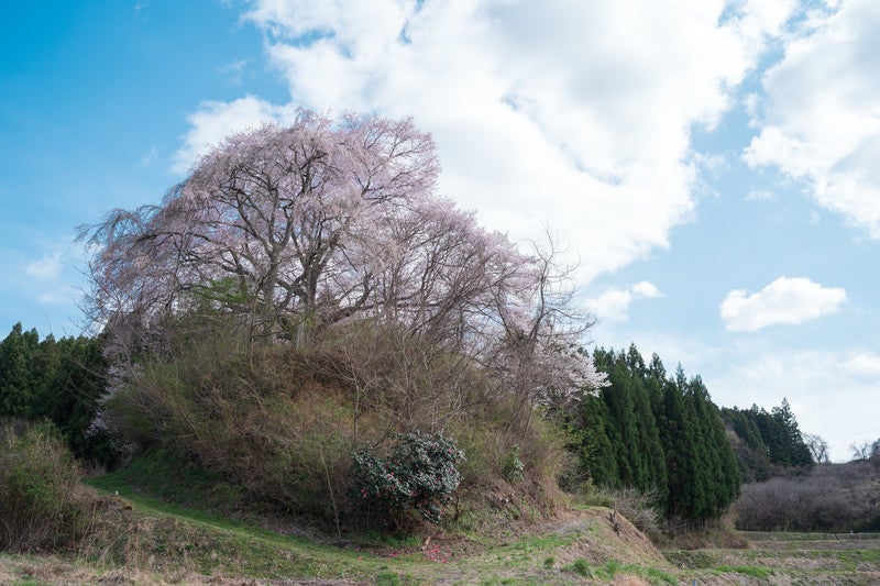 丘の上に咲く黒木石造り三層塔の桜の写真