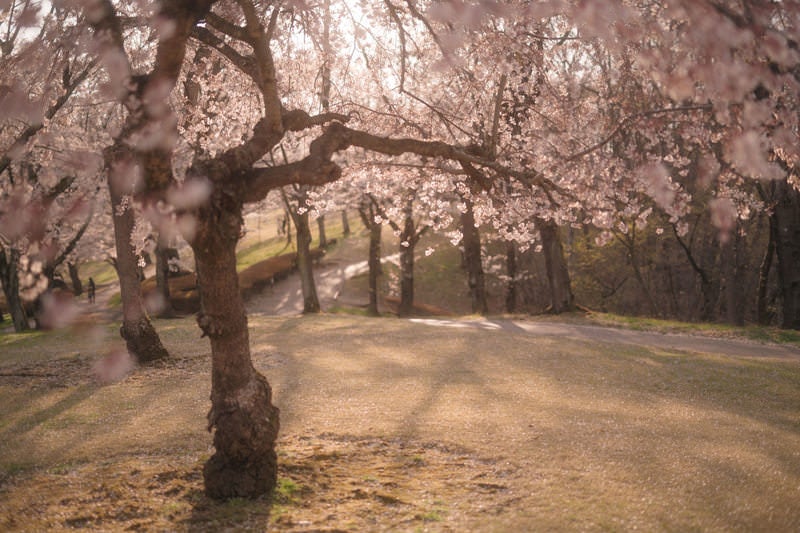 夕暮れ時の逢瀬公園の桜の写真