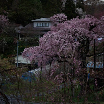 民家の中に佇む桜（紅枝垂地蔵桜）の写真