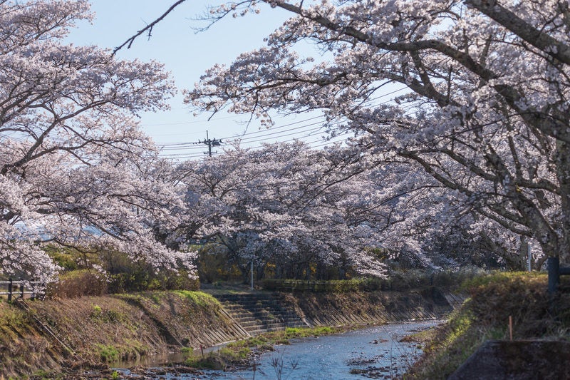 川へ降りる石段と笹原川の千本桜の写真