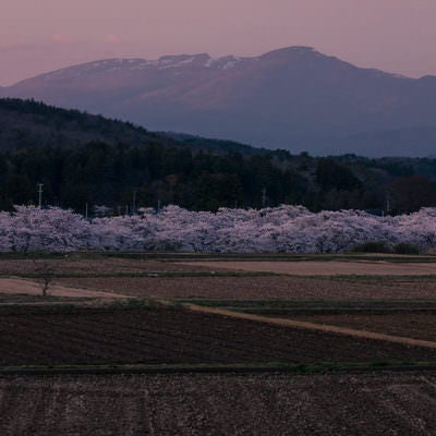 田んぼと麓の山に挟まれた笹原川の千本桜の写真