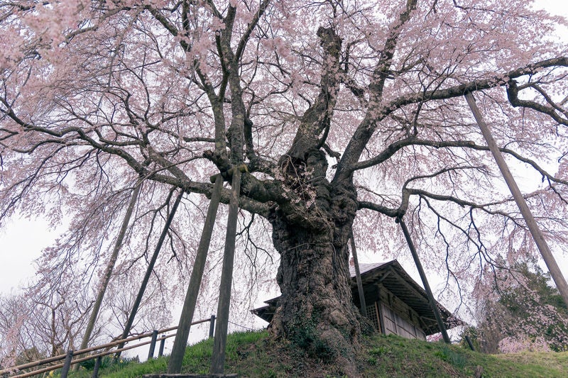 上石の不動桜の大樹の写真