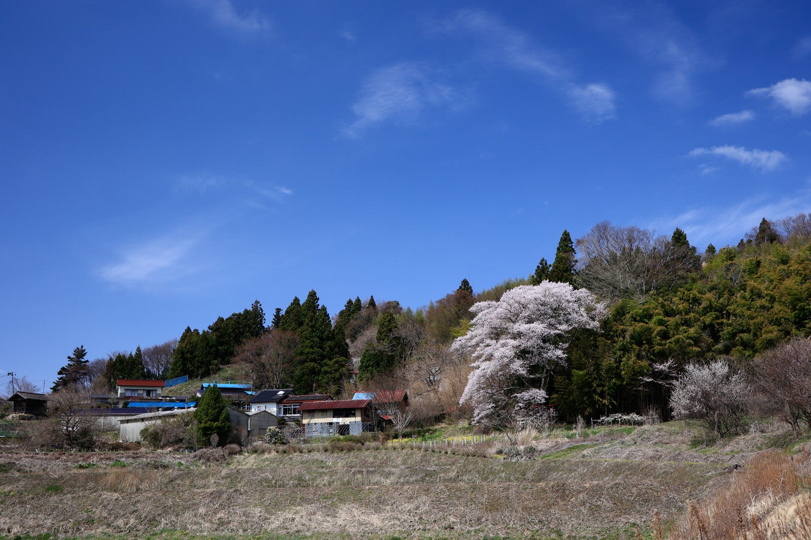 「隣家に隣接する子授け櫻と青い空」の写真